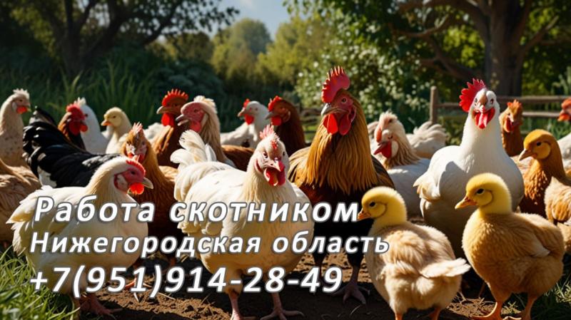 Работа скотником в Нижегородской области: вакансия для любителей природы Работа скотником в Нижегородской области: вакансия для любителей природы